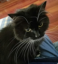 Gig Harbor pet sitting